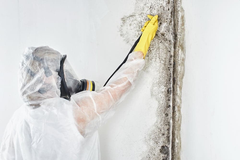 MOLD REMEDIATION